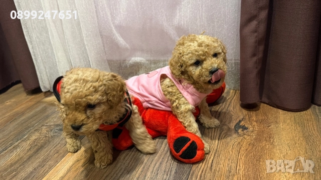 Пудел тойчета 