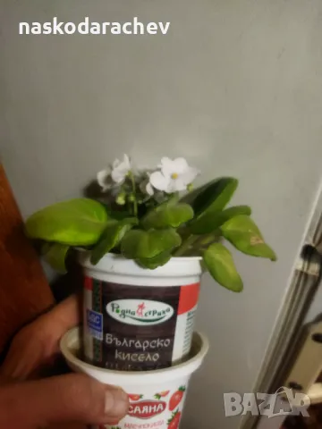 Теменужка, теменужки, сенполия снежно бяла, бял цвят, снимка 10 - Стайни растения - 48424077