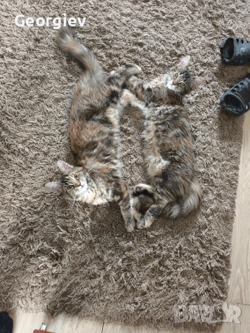 Чистокръвни котенца Мейн Куун с хигиенни навици, снимка 1