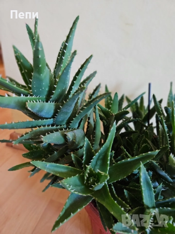 Многогодишно алое, снимка 4 - Стайни растения - 51642903
