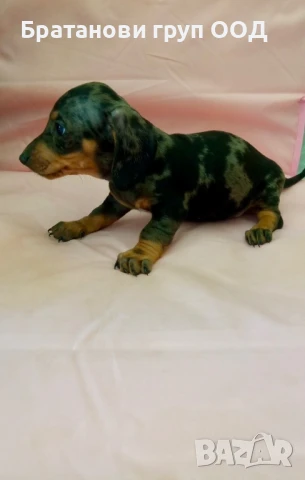 Мини Дакел блу мерле, снимка 2 - Дакели - 50458058