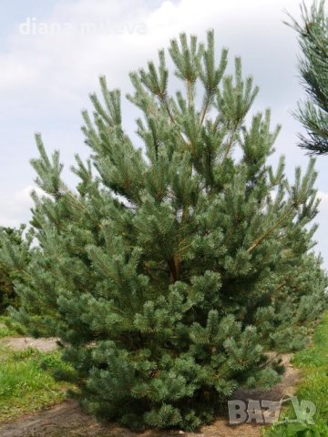 Бял бор, Pinus sylvestris, снимка 2 - Градински цветя и растения - 43936306