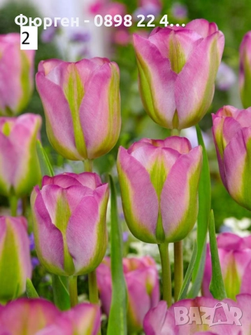 Луковици на лалета, снимка 7 - Разсади - 51436409