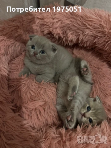 Шотландска клепоуха котка, снимка 1