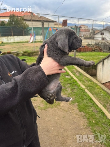 Кане Корсо, снимка 3 - Други - 53487356