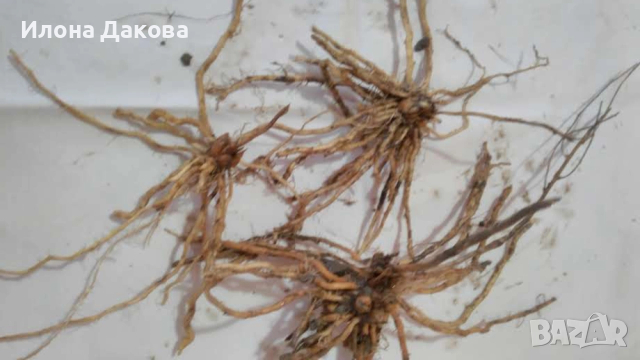 АСПЕРЖИ–разсад,коренчета