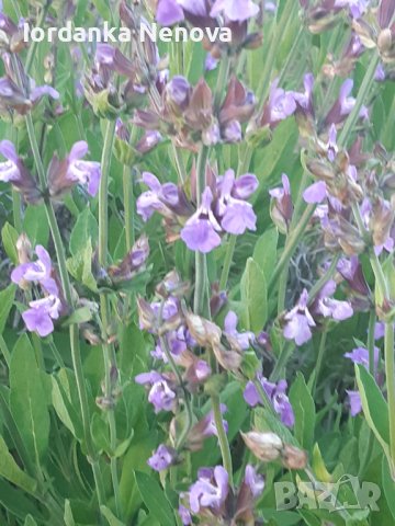 Градински чай , снимка 2 - Градински цветя и растения - 40768175