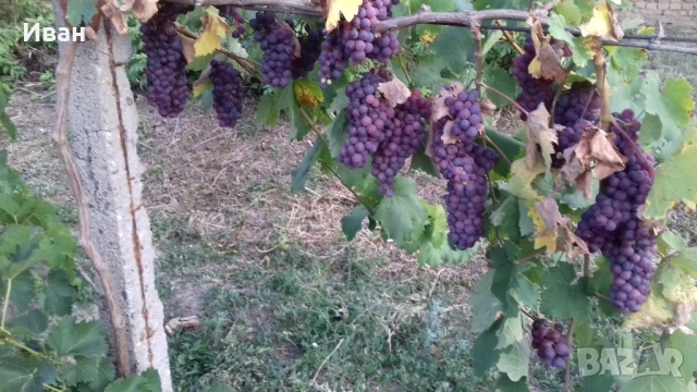 грозде , снимка 1