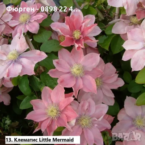 Клематис налични 28 вида, снимка 13 - Разсади - 48740865