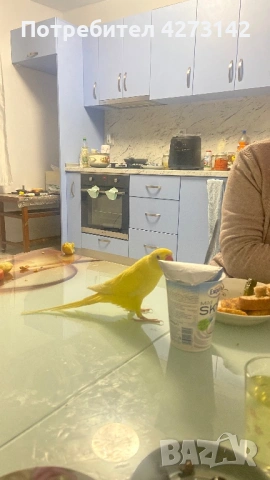 Александър, снимка 4 - Папагали - 53084676