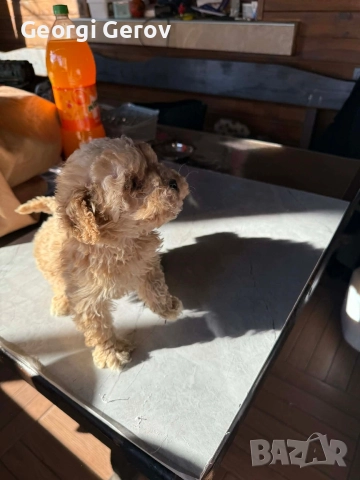 Продавам мини пудел, снимка 2 - Пудели - 52936217