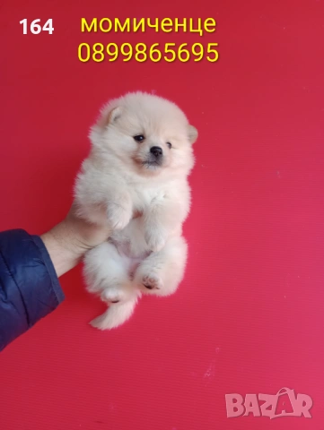 Прекрасен избор на Померанчета. Мъжки и женски Померани. Реални снимки от 12.01.26 г., снимка 10 - Померан - 53027724
