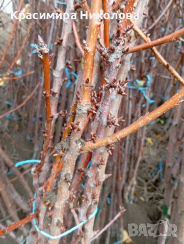 Продавам овощен посадъчен материал, снимка 11 - Разсади - 52362615