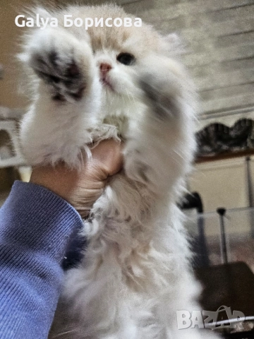 Британско лилаво злато момиче , Коледна промоция , снимка 3 - Британска късокосместа - 52437224