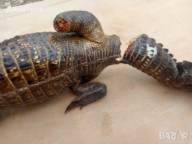 Крокодил препариран, снимка 6 - Декорация за дома - 33125527