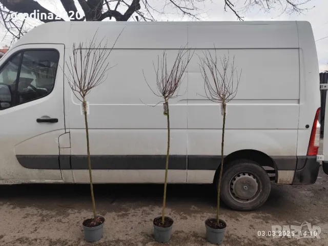 Японска върба Salix Hakuro Nishiki - Фламинго, снимка 14 - Разсади - 44452310