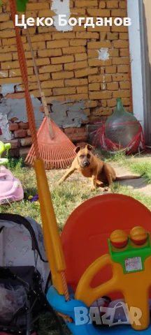 Женско куче боксер , снимка 1