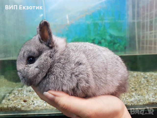 ПРОДАВА МИНИ ЗАЙЧЕТА, снимка 2 - Декоративни зайчета - 13246306