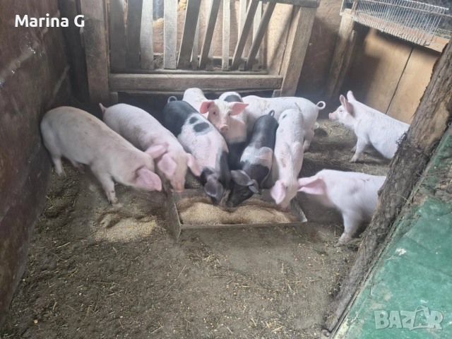 Прасенца, снимка 3 - Прасета - 52344479