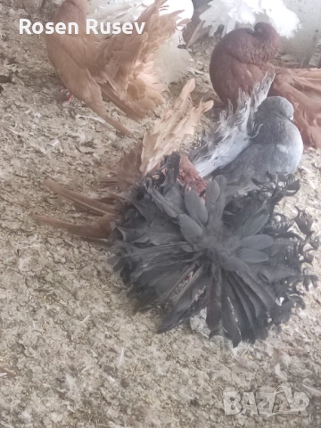 Свободни гълъби 100 бр.Пощи Ардезио гълъби на въртене , снимка 7 - Гълъби - 52429670