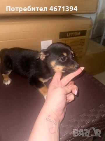 Немски пинчери на 2 месеца, снимка 4 - Пинчер - 52682821