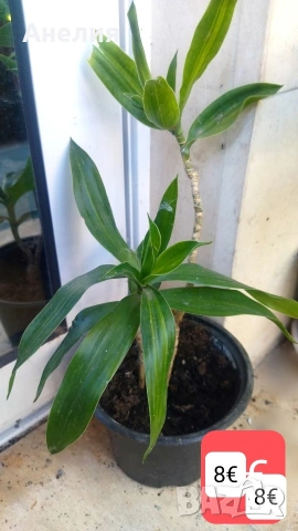 Драцена Dracaena angustifolia!, снимка 5 - Стайни растения - 53261542
