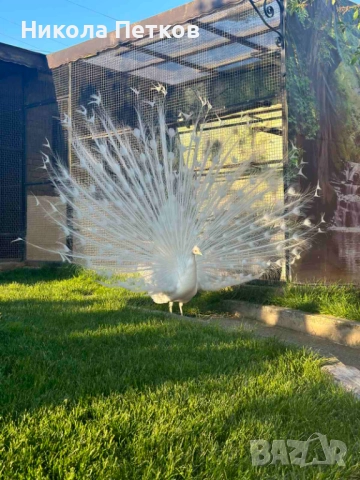 Пауни-бели и арлекин, снимка 4 - други­ - 52296268