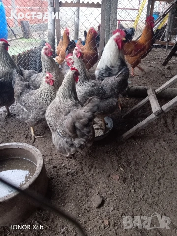 Разподни яйца от катунска кокошка Сребърна линия Разподни яйца от катунска кокошка Сребърна линия , снимка 8 - Кокошки и пуйки - 53273408