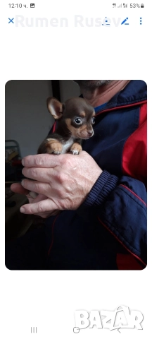 Продавам Чихуахуа женско