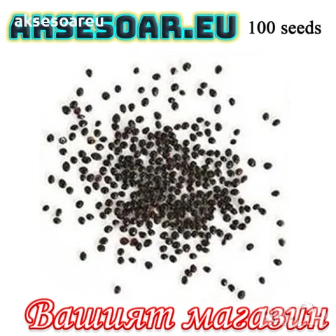 50 бр. Семена от Бонсай бананово дърво екзотични редки плодове палма за декорация на градината, снимка 4 - Сортови семена и луковици - 53258880