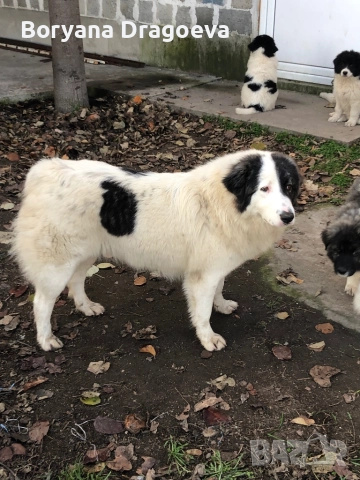 Каракачанка, снимка 1 - Каракачанска овчарка - 48970876