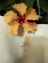 Китайски рози хибискус цвят банан оранжев празен фуния , снимка 1