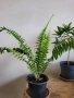 Папрат , снимка 4