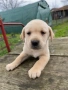 Бебета Лабрадори , снимка 1