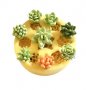 8 малки сукуленти Сукулентни цветя растения силиконов молд за украса торта фондан, снимка 1 - Форми - 27205981