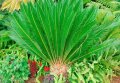 семена от красива екзотична палма от Канарските острови, снимка 1 - Сортови семена и луковици - 42999766