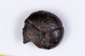 Амонит заместен с хематит 3.7g 17mm #11, снимка 1 - Други ценни предмети - 43468366