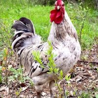 Шведски Исбар, три цвята, яйца и пилета, снимка 5 - Кокошки и пуйки - 42957901