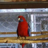 папагали малък Александър розела, снимка 3 - Папагали - 43545114