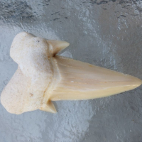 Зъби от праисторическа Акула,фосили Мексико, снимка 4 - Антикварни и старинни предмети - 36568887