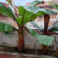 червен банан маурелий, снимка 7 - Градински цветя и растения - 43203940