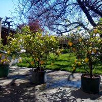 Лимони, снимка 1 - Градински цветя и растения - 43893277