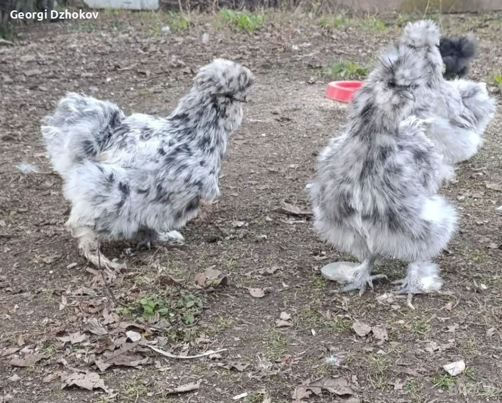 Пилета на четири месеца и на два месеца, снимка 1