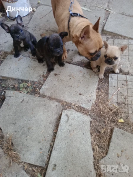 Френски булдоци , снимка 1