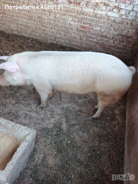 Животни/Прасе, снимка 1