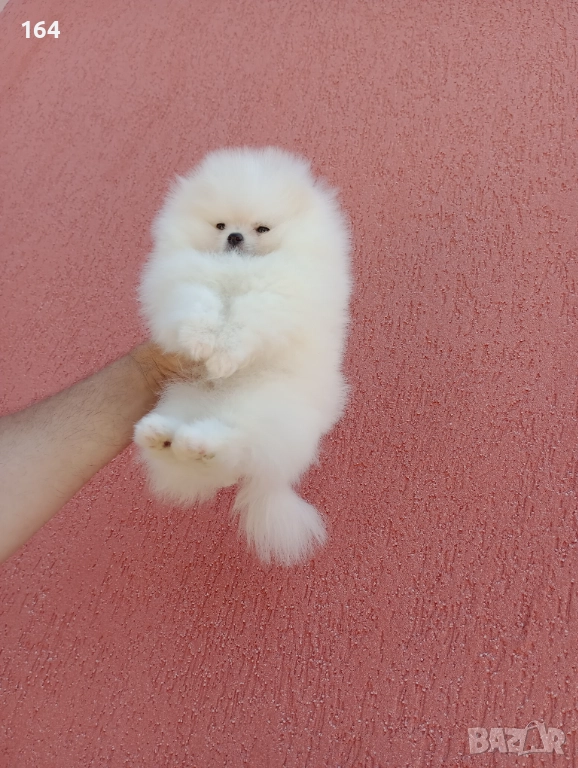 Бял мъжки Померан. Клип, снимка 1
