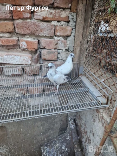 Продавам 4бр. млади    унгарчета, снимка 1