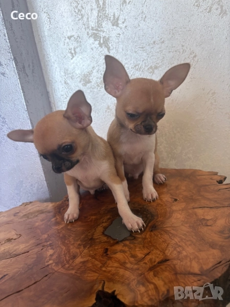 Чихуахуа, снимка 1