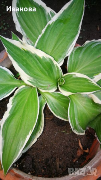 Хоста 2, снимка 1