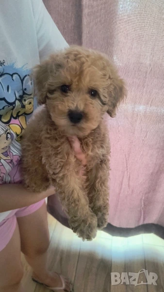 Той пудел, снимка 1